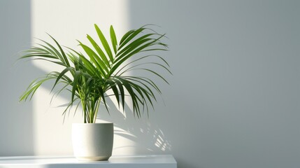  a potted plant sitting on top of a white shelf in a white room with a light coming through the window and a shadow cast on the wall behind it.