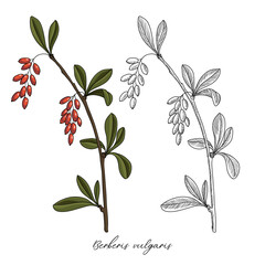 vector drawing barberry, Berberis vulgaris at white background, hand drawn illustration