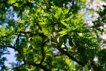 Obraz premium サイカチ