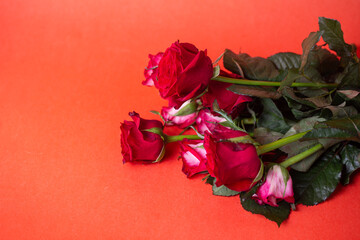 Red Roses Bouquet on Red Background. Valentines Day, Love, Romance. Copy Space. Top View.
