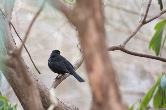 Arboretum in H&oslash;rsholm a park with exotic trees and bushes
