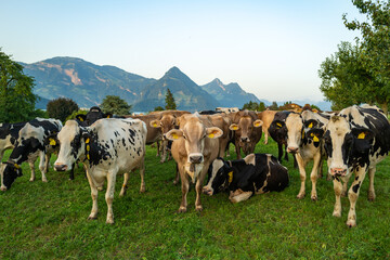 Herd of cows. Cows are grazing on a summer day on a meadow in Switzerland. Cows grazing on farmland. Cattle pasture in a green field. Organic milk from grass field cow. Swiss cow. - obrazy, fototapety, plakaty