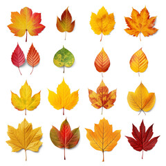 collection of autumn leaves