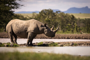 Amazing rhino animal with savana in background during safari tour in Ol Pejeta Park, Kenya - 729828779