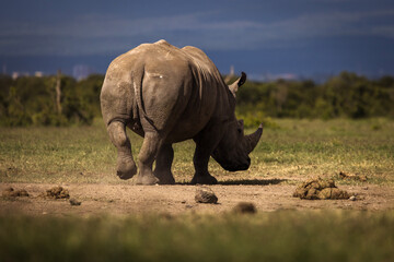Amazing rhino animal with savana in background during safari tour in Ol Pejeta Park, Kenya - 729829144