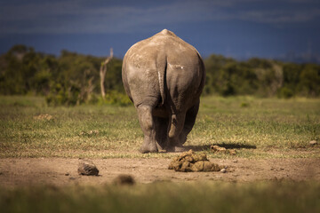Amazing rhino animal with savana in background during safari tour in Ol Pejeta Park, Kenya - 729829171