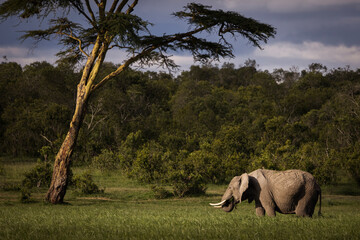 Lonely elephant with forest in background during safari tour in Ol Pejeta, Kenya - 729829300