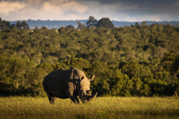 Amazing rhino animal with savana in background during safari tour in Ol Pejeta Park, Kenya - 729829362