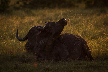 Bufalo at the sunset with beautiful light during safari in Maasai Mara, Kenya - 729829594
