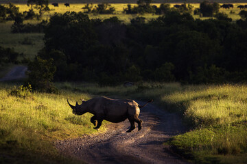 Amazing rhino animal with savana in background during safari tour in Ol Pejeta Park, Kenya - 729829748