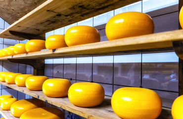 The head of cheese on the shelves. Zaanse-Schans. Netherlands
