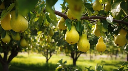 Ripe Pears Hanging from a Tree Branch