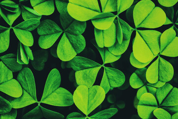 Background with green clover leaves for Saint Patrick's day. Background with a shamrock. Vintage...