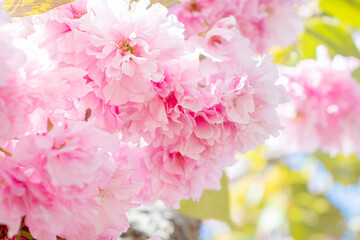 Fototapeta premium 満開の八重桜