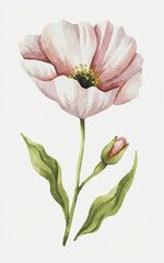 poppy flower isolated on white