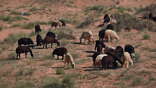 The Najdi Sheep, originating from the Najd region in the Arabian Peninsula, are commonly spotted grazing in the desert. It is found in Saudi Arabia, Kuwait, Oman, and the UAE