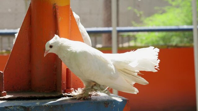 White Fantail pigeon moving in urban place. Tracking shot