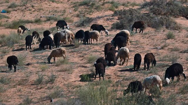 The Najdi Sheep, originating from the Najd region in the Arabian Peninsula, are commonly spotted grazing in the desert. It is found in Saudi Arabia, Kuwait, Oman, and the UAE