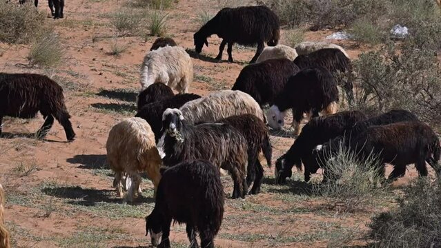The Najdi Sheep, originating from the Najd region in the Arabian Peninsula, are commonly spotted grazing in the desert. It is found in Saudi Arabia, Kuwait, Oman, and the UAE