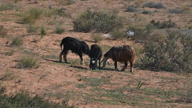 Najdi Sheep, native to the Arabian Peninsula's Najd region, graze in the desert. They are commonly found in Saudi Arabia, Kuwait, Oman, and the UAE, regions also known for their unique bread