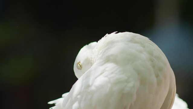 White Fantail pigeon bird grooming. Urban wildlife close up