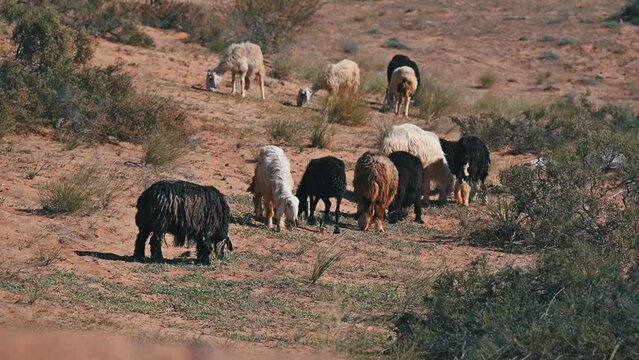 Najdi Sheep, native to the Arabian Peninsula's Najd region, graze in the desert. They are commonly found in Saudi Arabia, Kuwait, Oman, and the UAE, regions also known for their unique bread