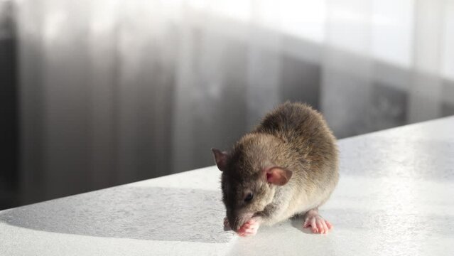 Brown Rat on the countertop in the kitchen. A rodent washes itself on a table against the backdrop of a window with sunlight