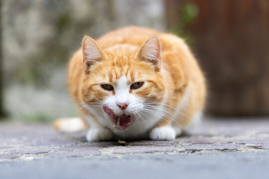 orange cat photographed while licking its whiskers