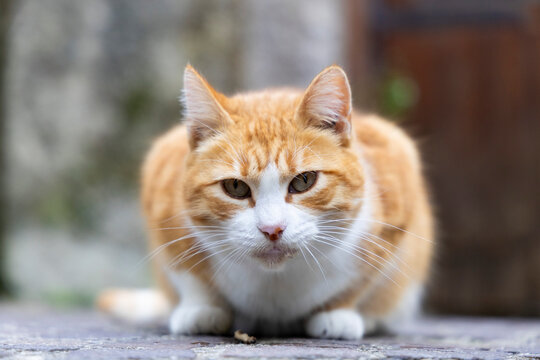 orange cat photographed while licking its whiskers