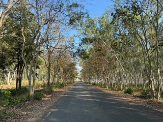 Obraz premium 野道