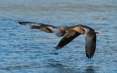 Flying ducks along the Munich Isar during winter time