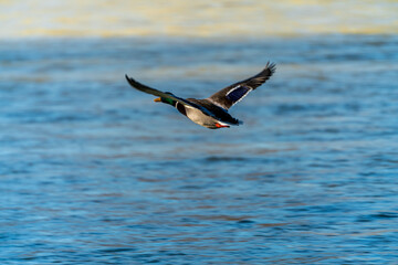 Flying ducks along the Munich Isar during winter time