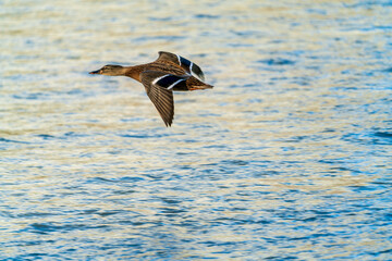 Flying ducks along the Munich Isar during winter time