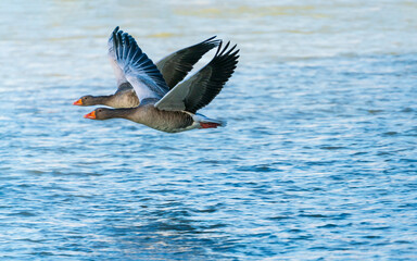 Flying ducks along the Munich Isar during winter time
