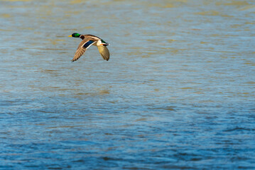 Flying ducks along the Munich Isar during winter time