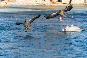 Flying ducks along the Munich Isar during winter time