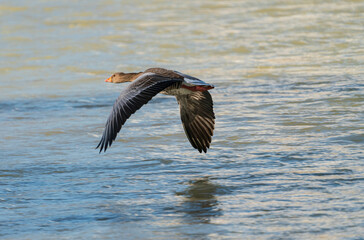 Flying ducks along the Munich Isar during winter time