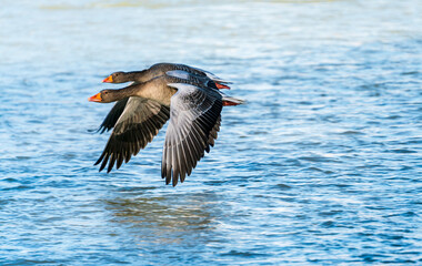 Flying ducks along the Munich Isar during winter time