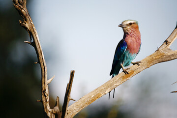 Lilac Breasted Roller.