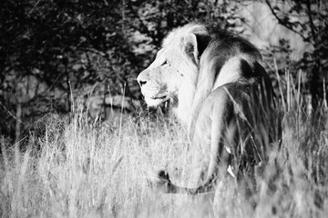 Lion on the hunt in black and white.