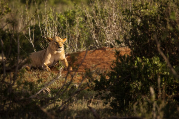 Lion and lioness in savana during safari tour in Tsavo Park, Kenya - 729839314
