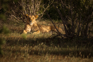 Lion and lioness in savana during safari tour in Tsavo Park, Kenya - 729839526