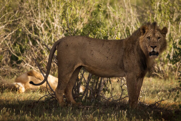 Lion and lioness in savana during safari tour in Tsavo Park, Kenya - 729839581