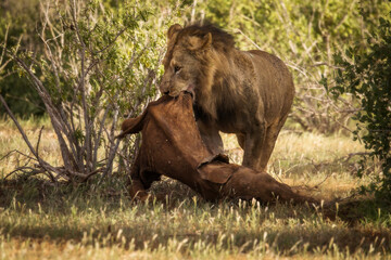 Lion and lioness in savana during safari tour in Tsavo Park, Kenya - 729839710