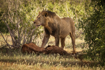 Lion and lioness in savana during safari tour in Tsavo Park, Kenya - 729839795