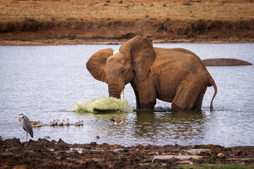 Elephant playing in savana during safari tour in Tsavo Park, Kenya - 729840134