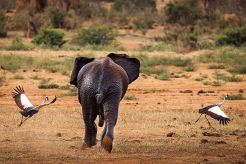 Elephant playing in savana during safari tour in Tsavo Park, Kenya - 729840165
