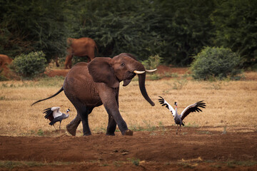 Elephant playing in savana during safari tour in Tsavo Park, Kenya - 729840197