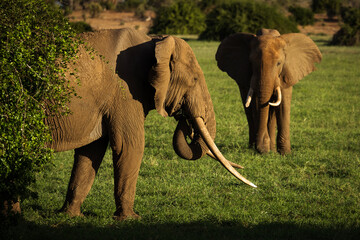 Elephant in savana during safari tour in Tsavo Park, Kenya - 729840348