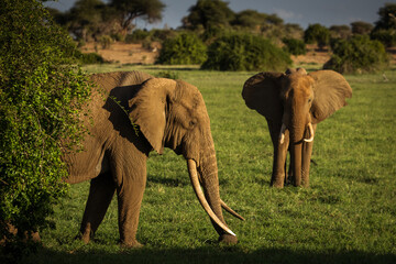 Elephant in savana during safari tour in Tsavo Park, Kenya - 729840393